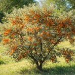 Rakytník rešetliakový (Hippophae rhamnoides) ´SLNIEČKO´ - výška 30-40 cm, P9 - SAMICA 